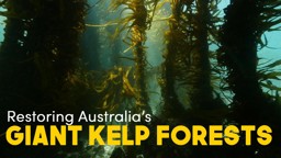Restoring Australia's Giant Kelp Forests