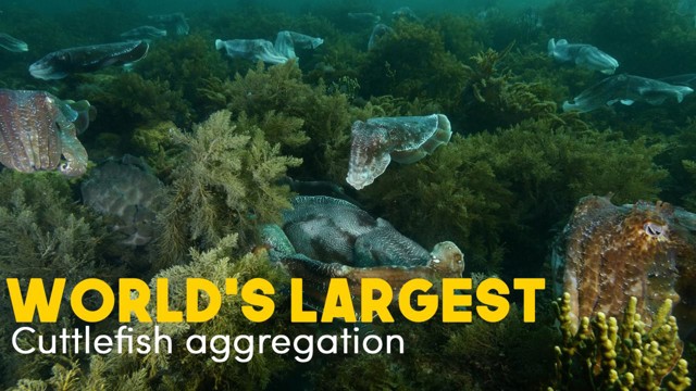 World’s Largest Cuttlefish Aggregation