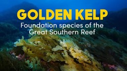 Golden Kelp: Foundation Species of the Great Southern Reef