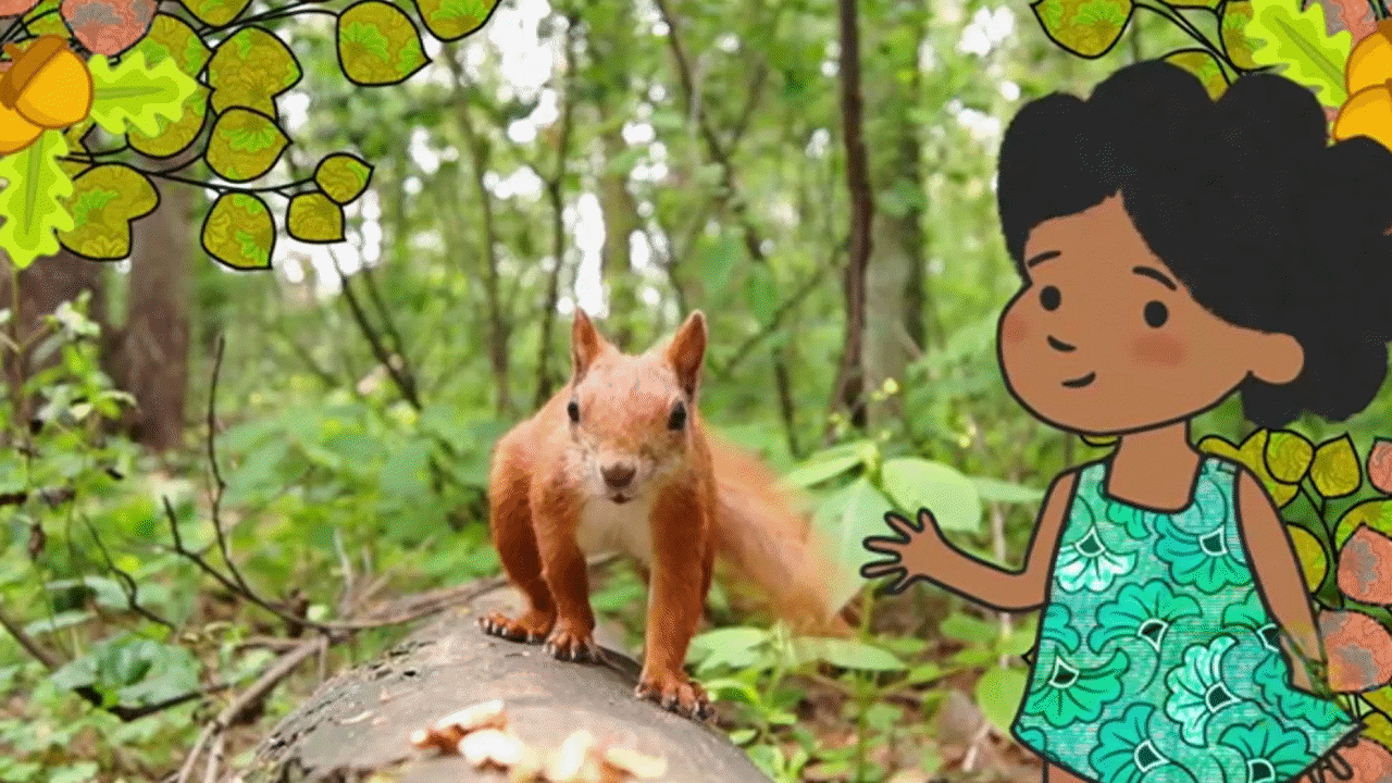 Here Is a Squirrel - You are an animal of the... - ClickView
