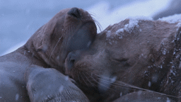 Alaskan Sea Lions in Winter