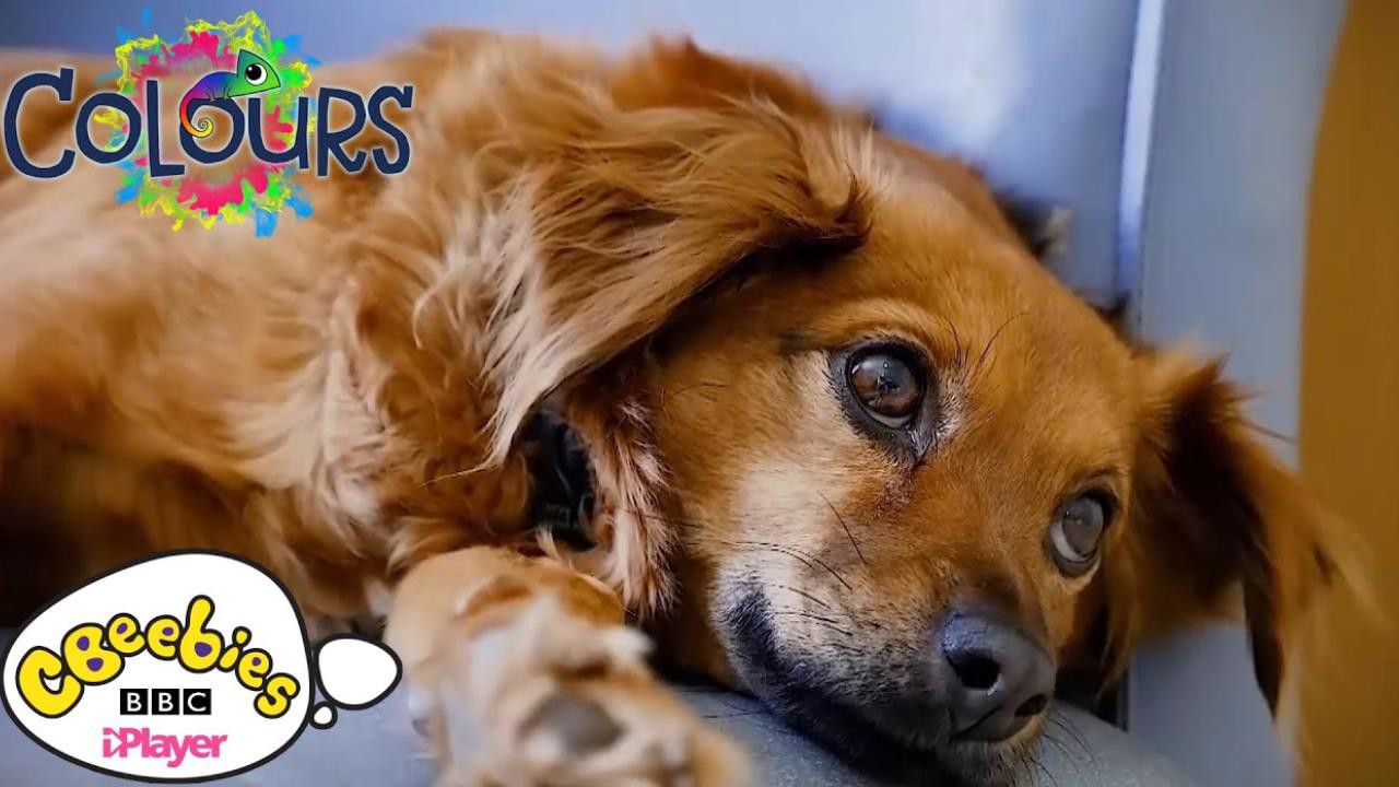 Colours - Airs 9:05 AM 10 Mar 2022 on CBeebies - ClickView