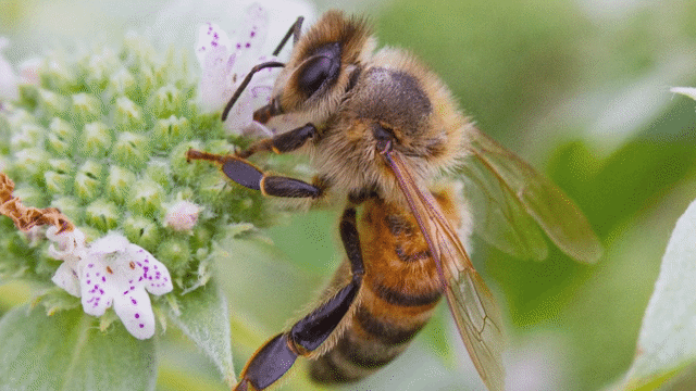 Honey Bees: What All the Buzz is About!