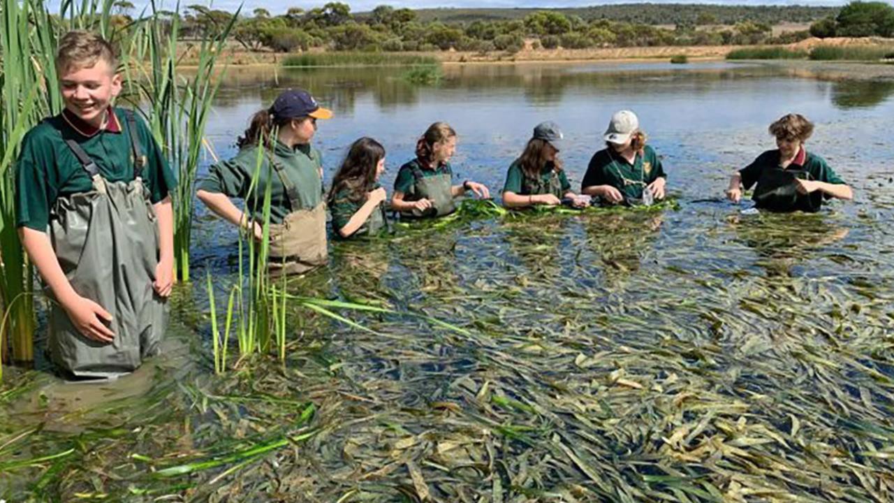 Fish School 21 06 2022 A Group Of Primary ClickView   7143799