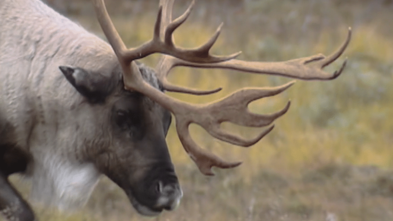 Lightning Storms Killing Reindeer