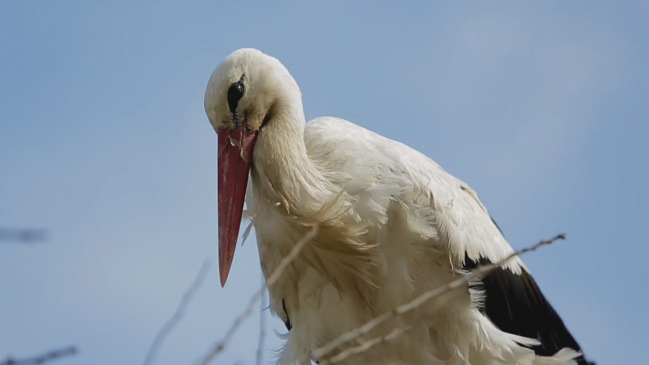 White Stork