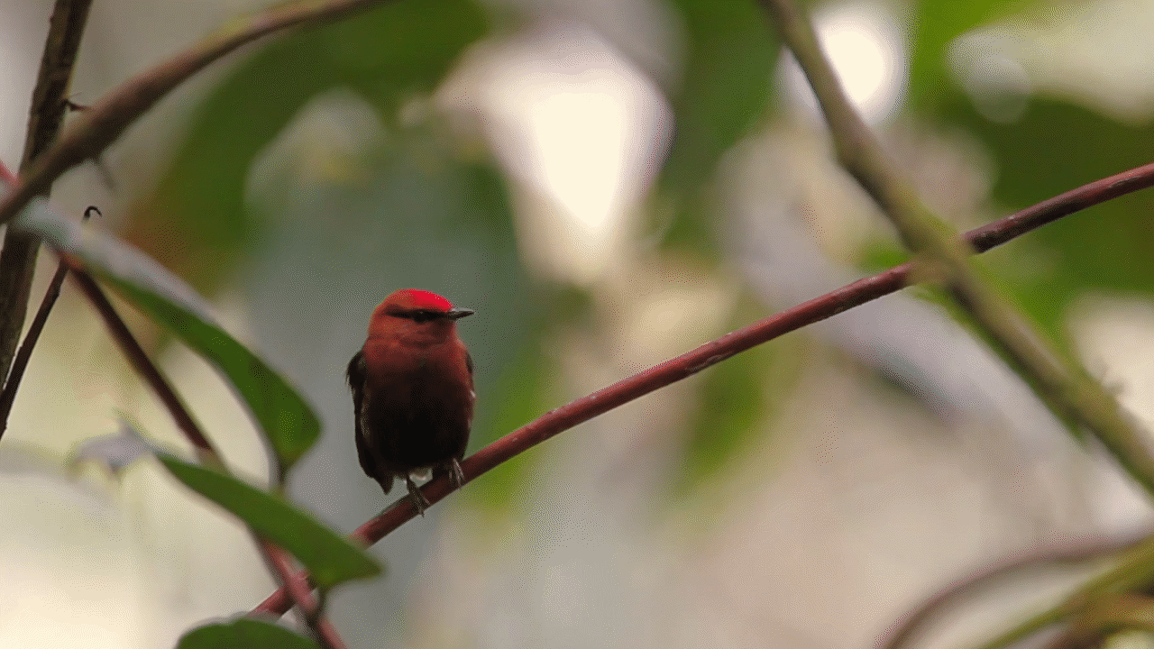 Club-Winged Manakin