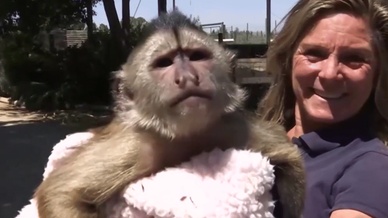 Monkey Calling 911 - Now to some monkey busin... - ClickView