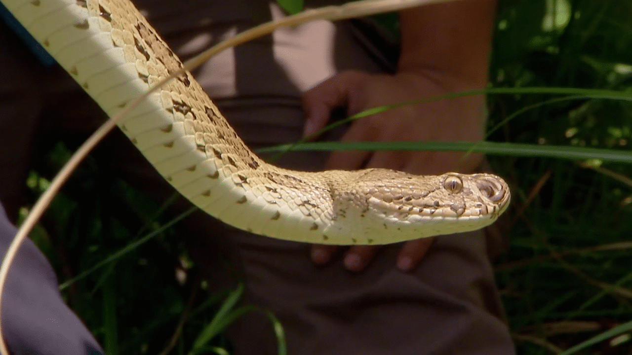 Natural World: India's Deadliest Snakes (Clips) | ClickView