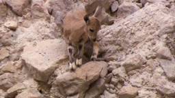 An Ibex Takes its First Steps