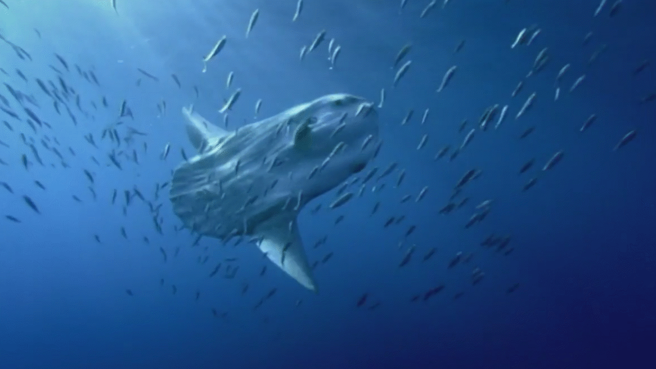Sun Fish Video & Resources | ClickView