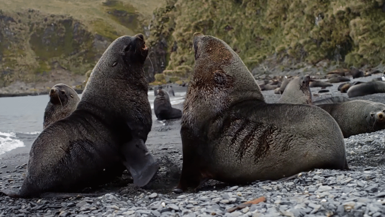 Fur Seal Mating Rituals Video & Resources | ClickView