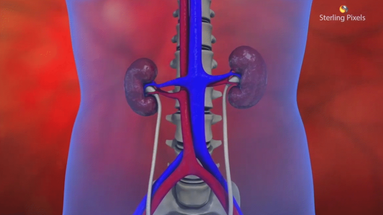 Life Processes: Excretion Videos & Resources | ClickView