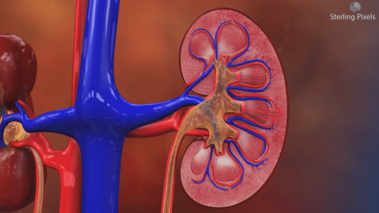 Life Processes: Excretion Videos & Resources | ClickView