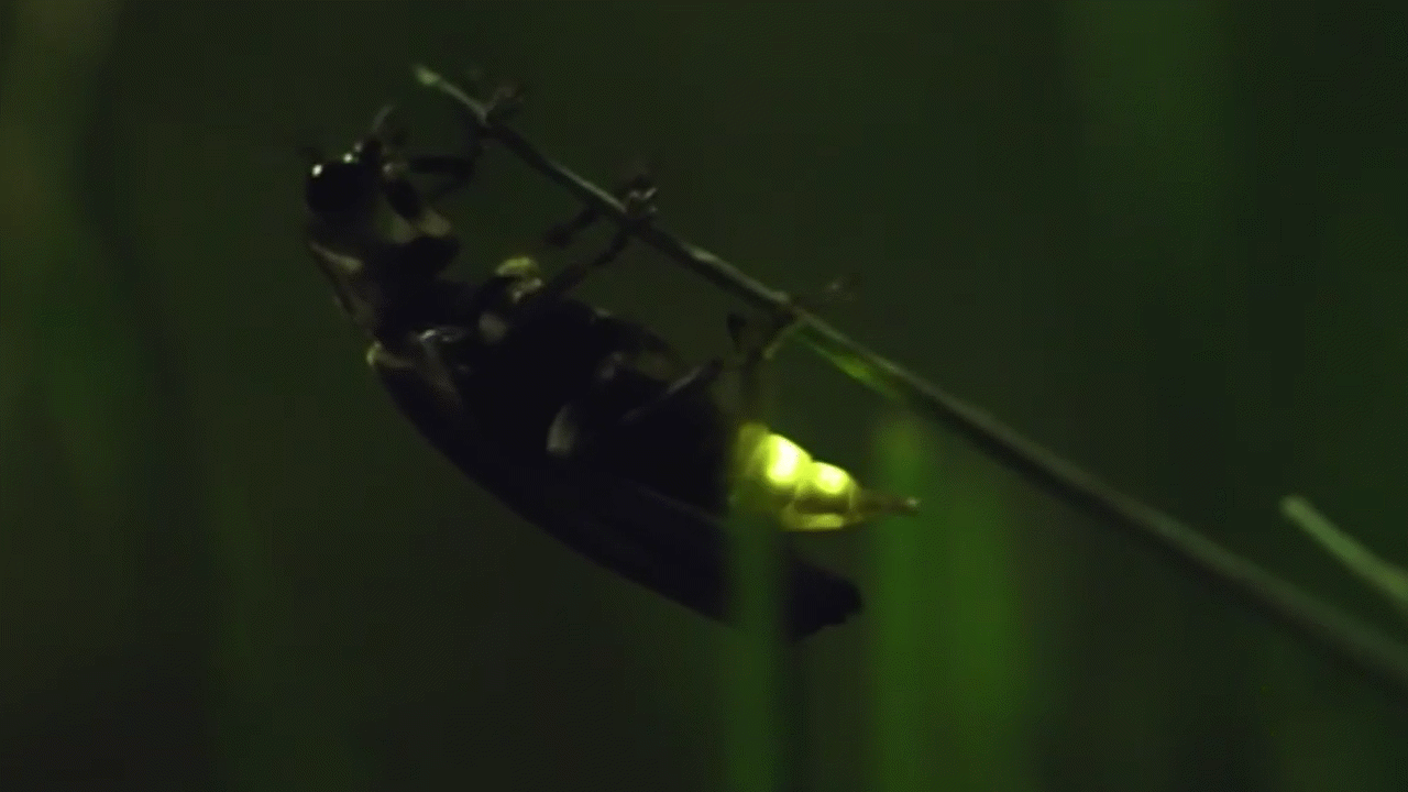 Fireflies Video & Resources | ClickView