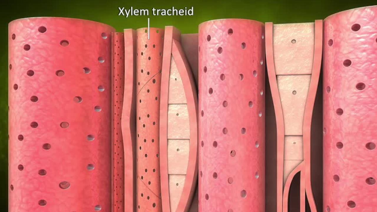 Tissue: The Building Blocks of Life | ClickView