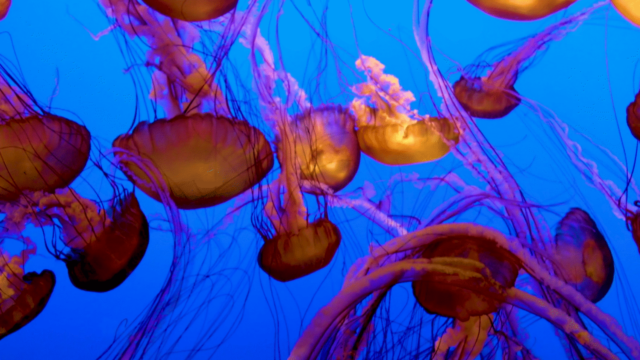What Is a Dichotomous Key? Video & Resources | ClickView
