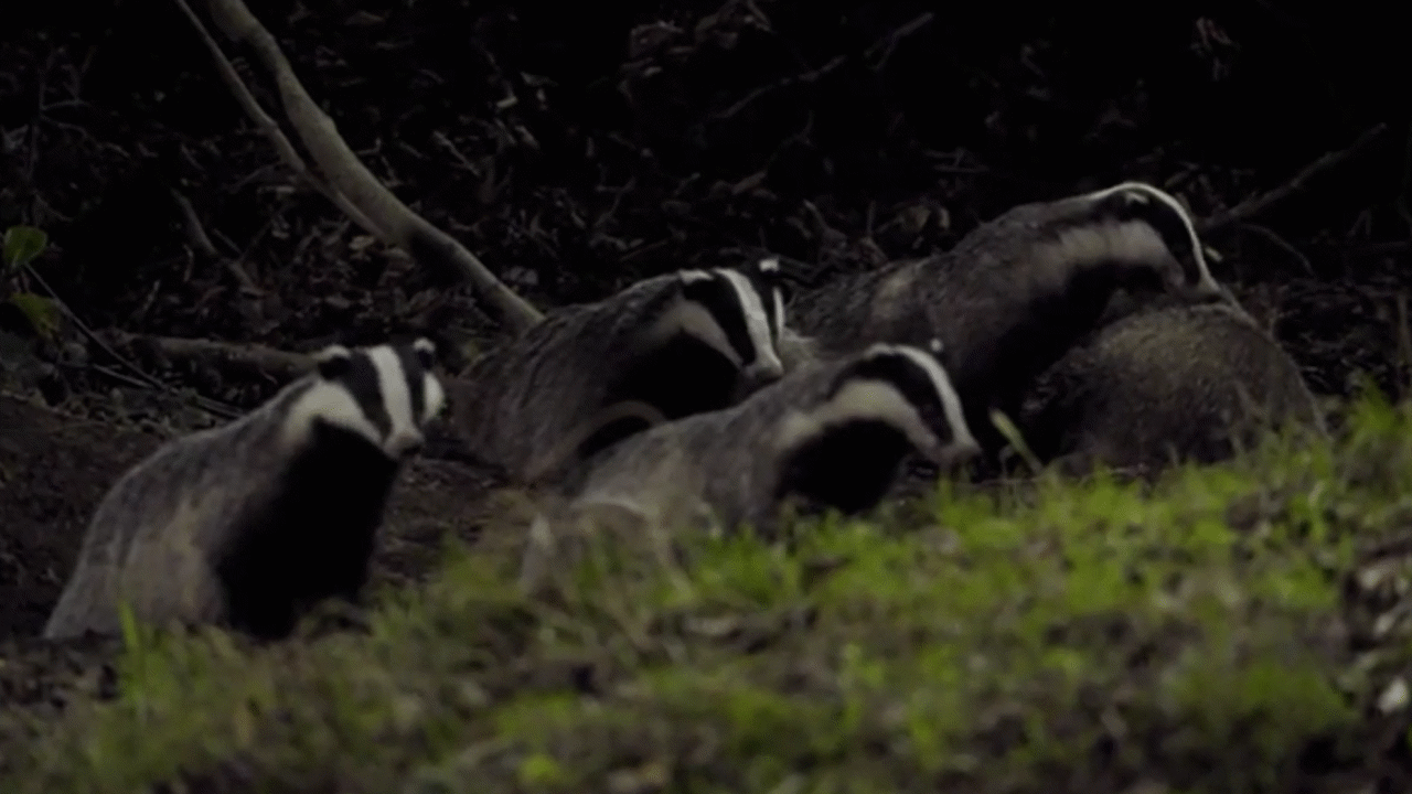 Badger Video Resources Clickview