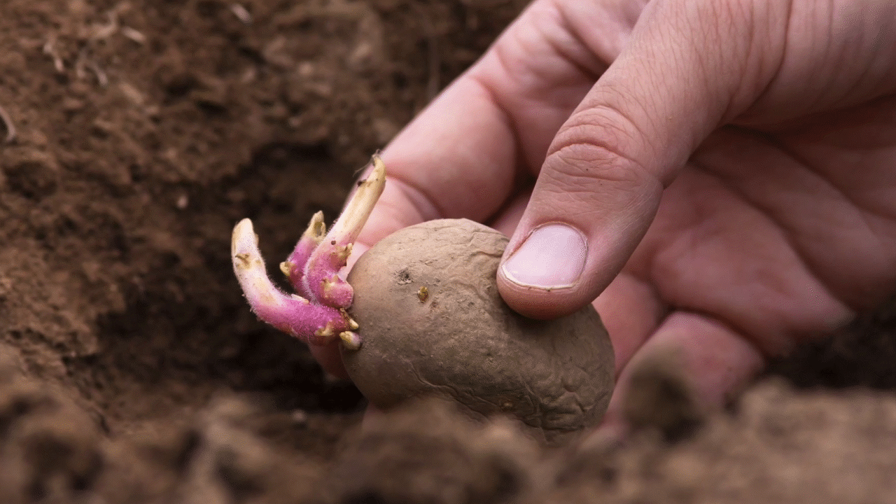 Farming Potatoes in the Past