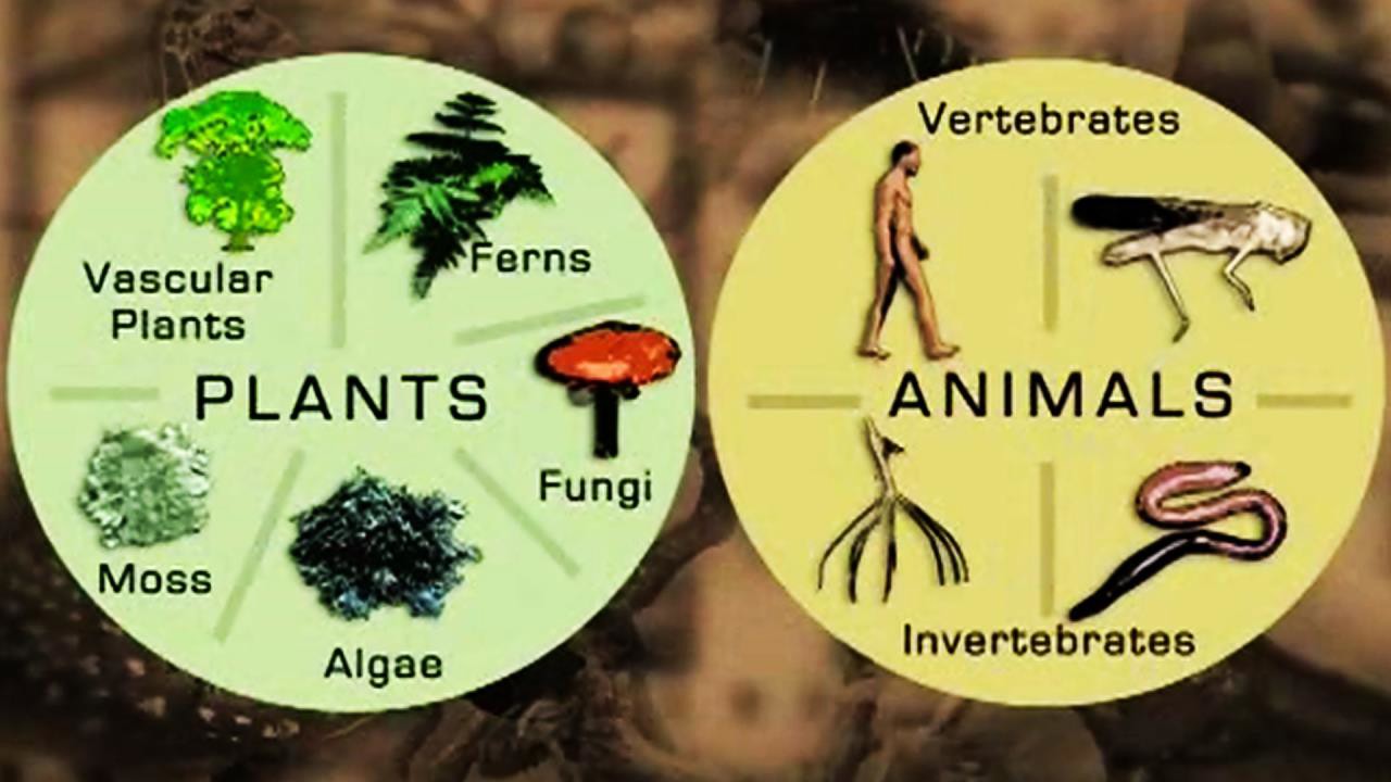 classification of living things 5 kingdoms