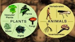 In Focus: Classifying Living Things - The How and Why of the Five Kingdom Classification