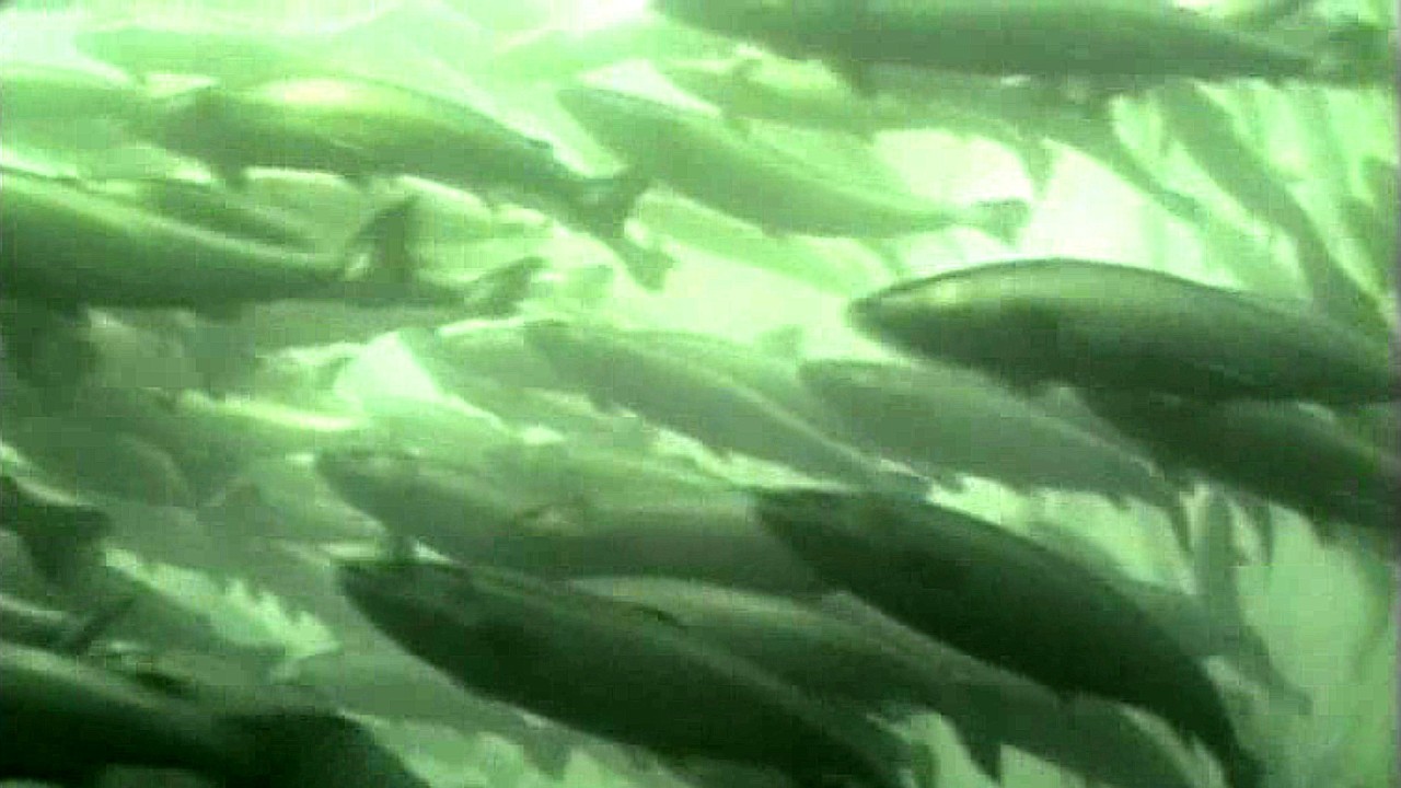 Freshwater Ecosystems