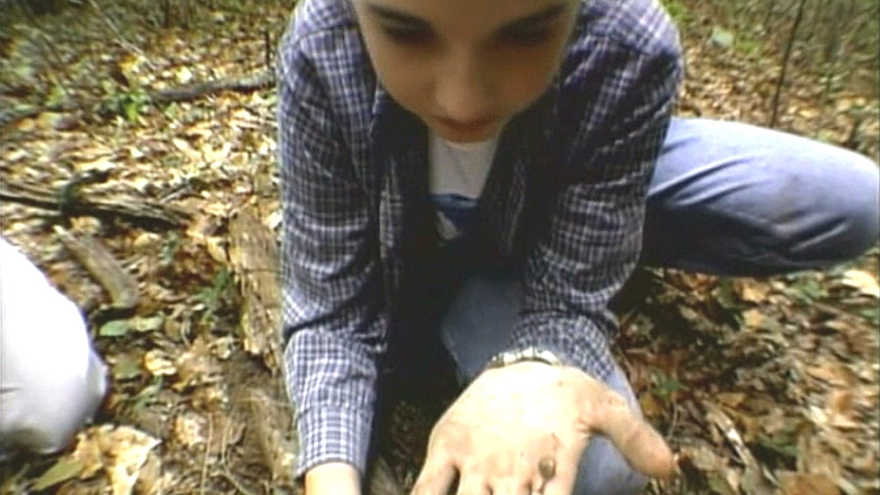 Deciduous Forests