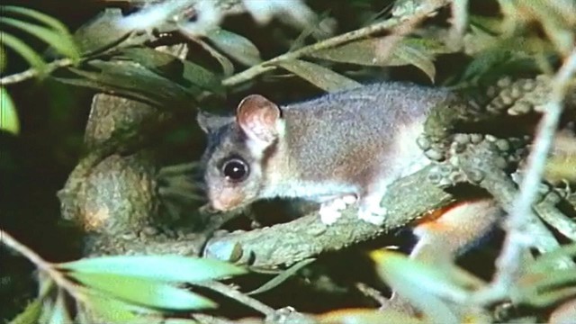 Australia's Threatened Plants and Animals