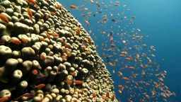 The Great Barrier Reef: Coral, Carbon and Climate Change
