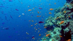 The Great Barrier Reef: A Natural Wonder