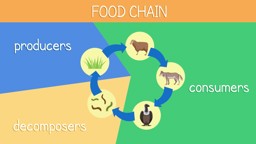 Animal Diets and Food Chains
