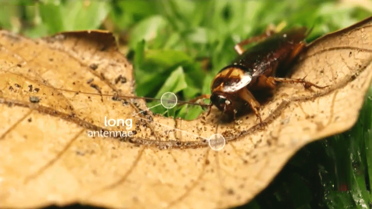 Bushwhacked Bugs! Videos & Resources | ClickView
