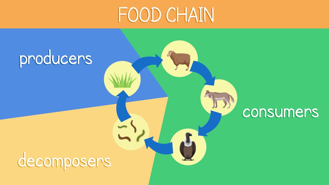 Animal Diets and Food Chains Video Teaching Resources | ClickView