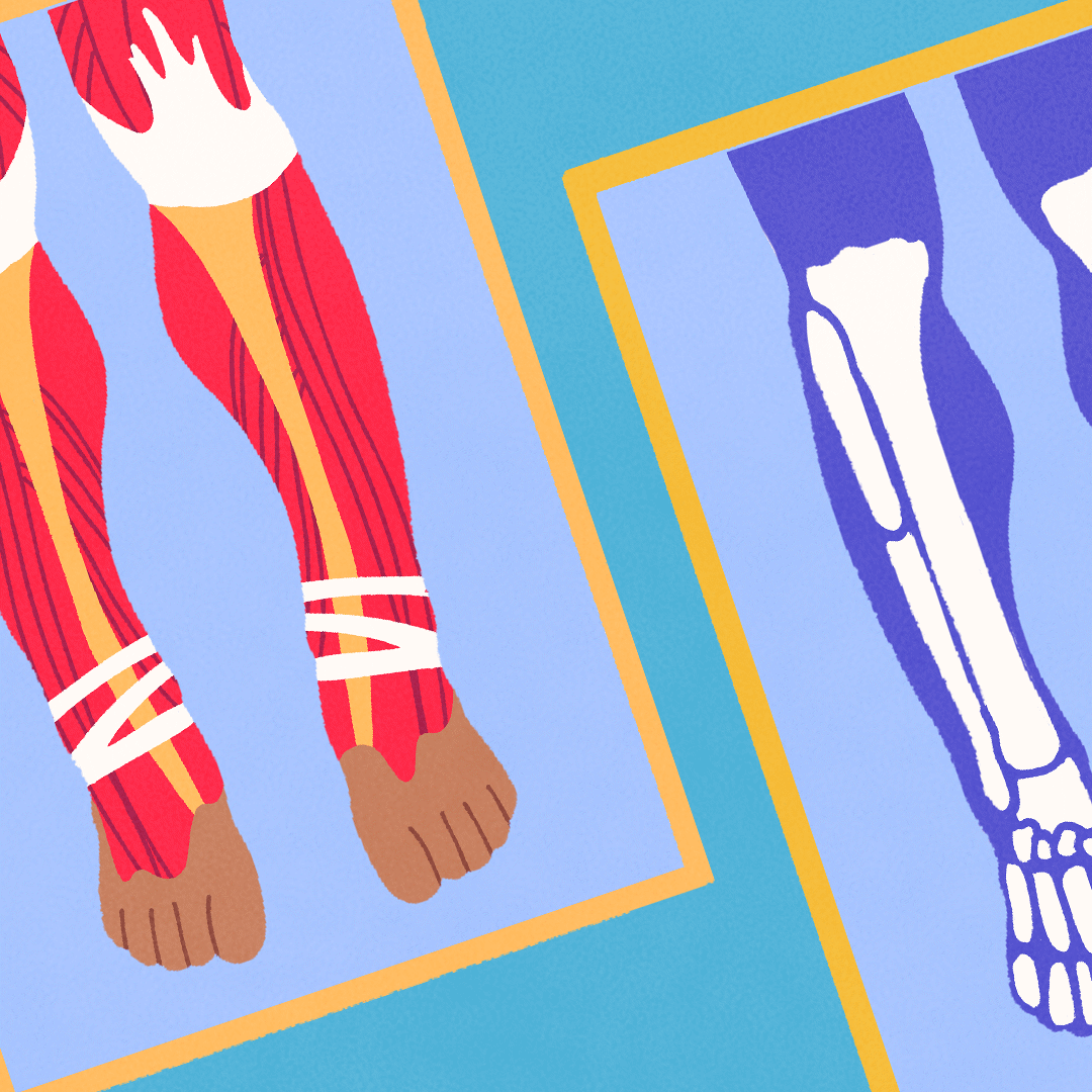 The Musculoskeletal System | ClickView