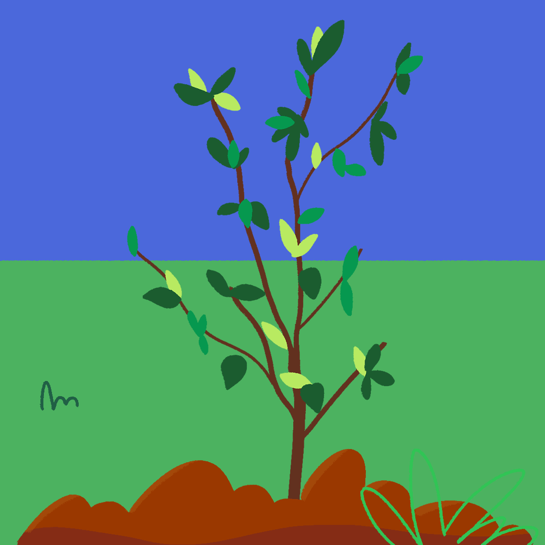 Schools Tree Day Videos, Resources & Worksheets | ClickView
