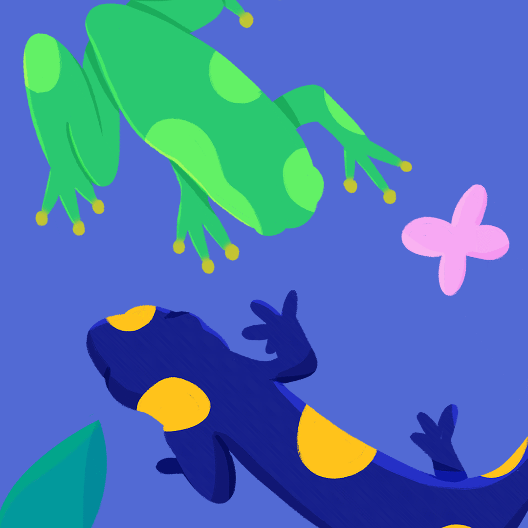 Amphibians Videos, Resources & Worksheets | ClickView