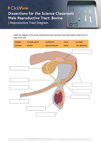 Male Reproductive Tract: Bovine Video & Resources | ClickView