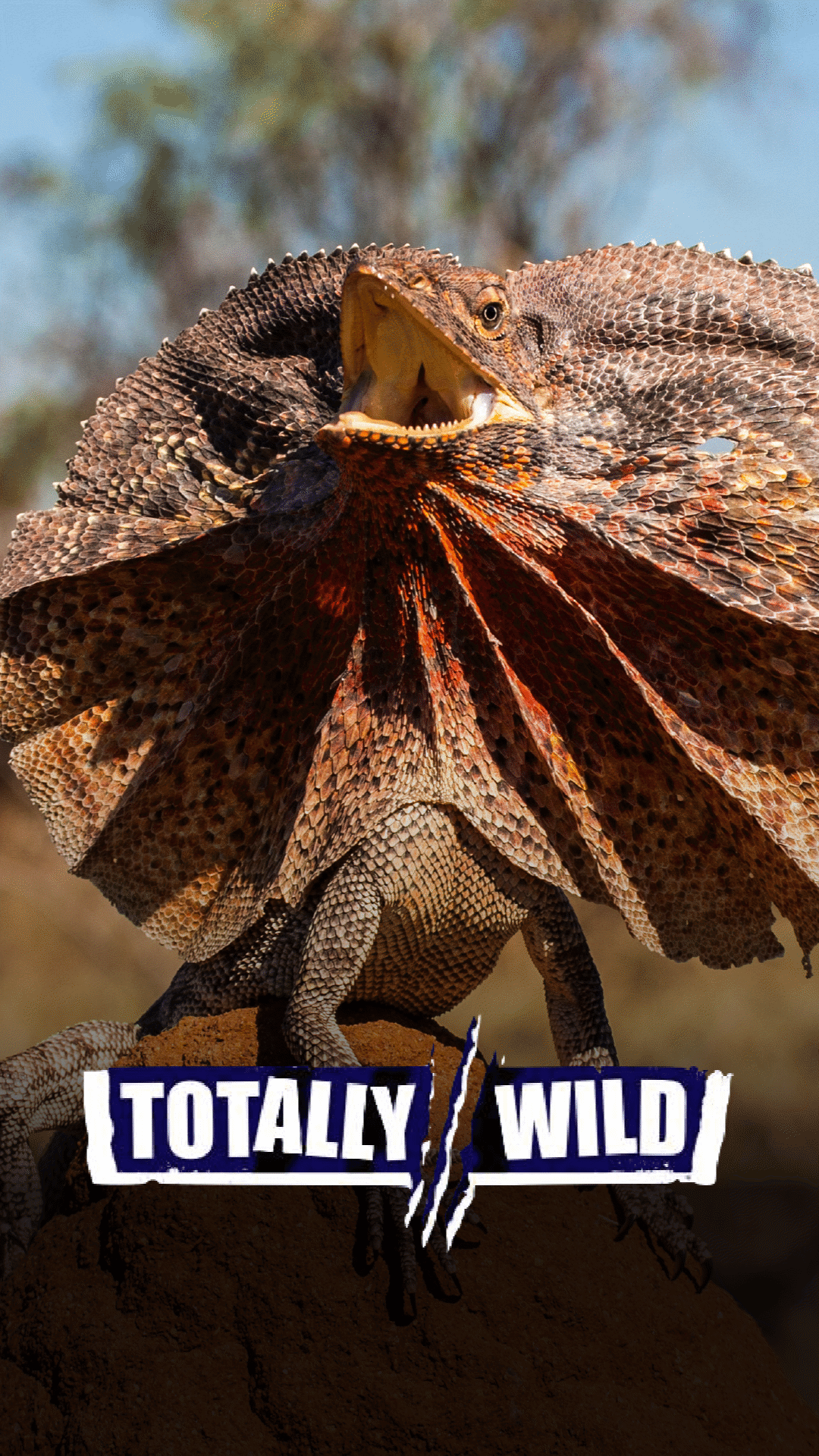 Totally Wild Videos & Resources | ClickView