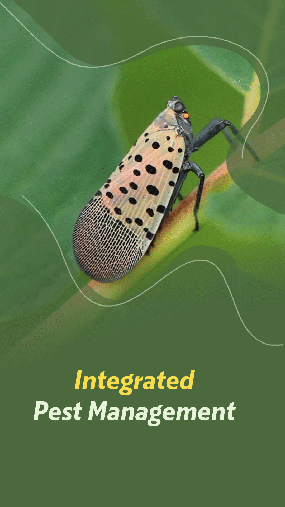 Integrated Pest Management Videos & Resources | ClickView