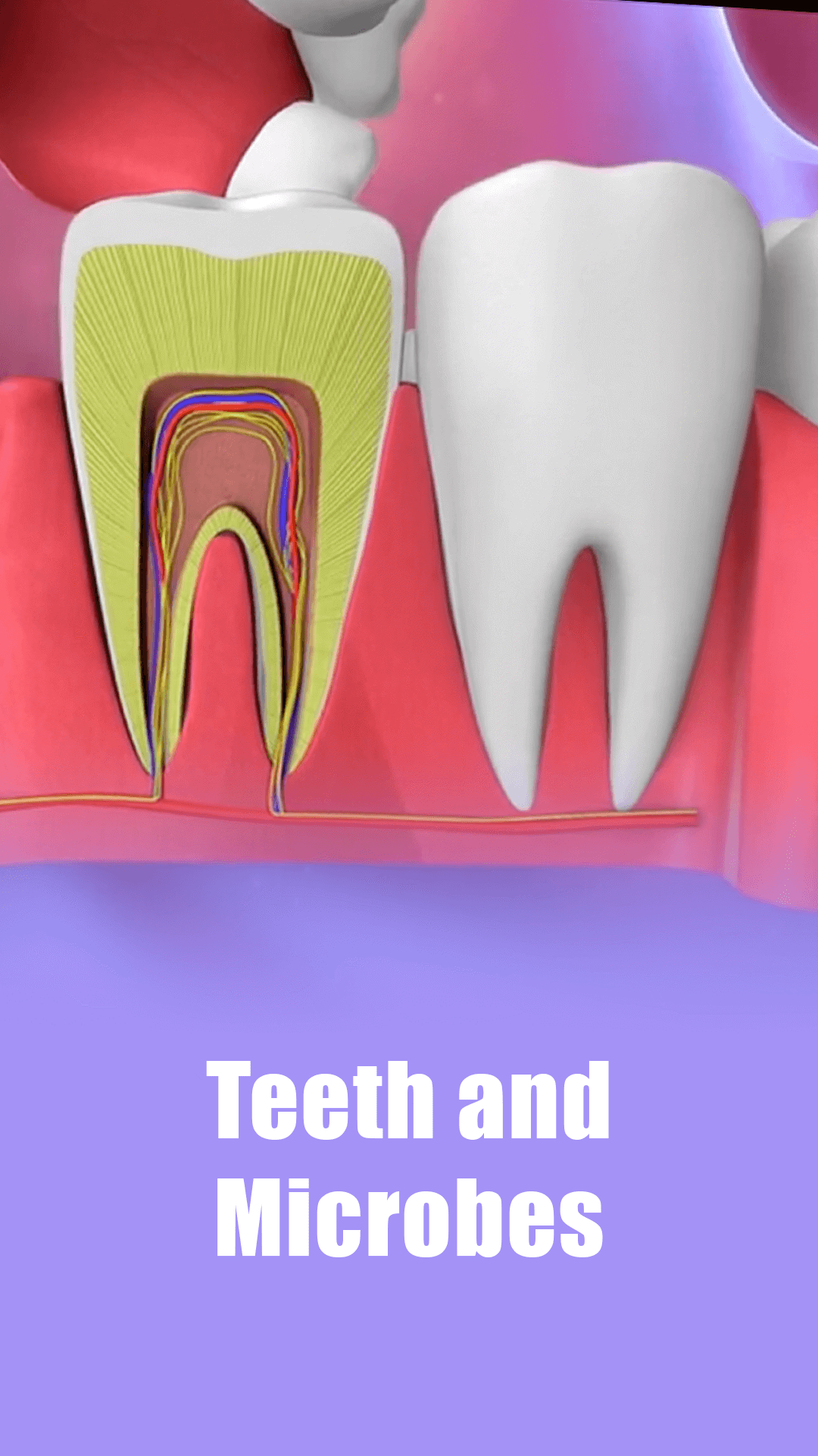 Teeth and Microbes Videos & Resources | ClickView