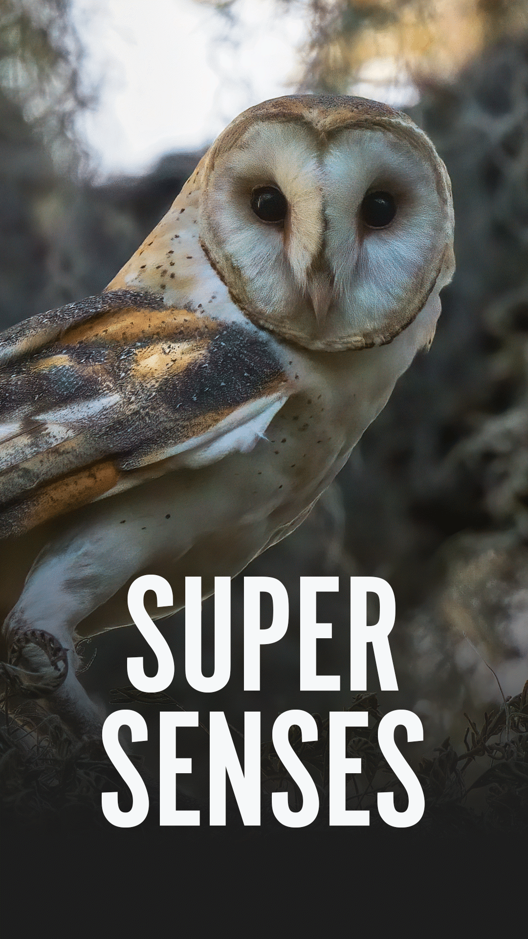 Super Senses Videos & Resources | ClickView