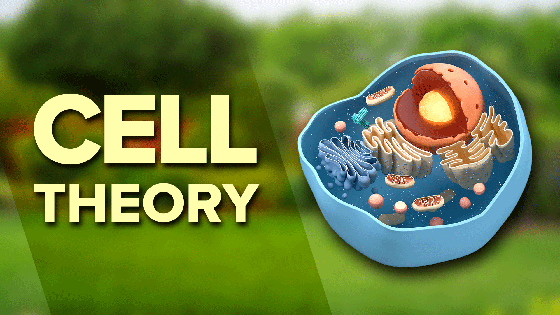 Discovery Of Cells And The Development Of The Cell Theory Video ...