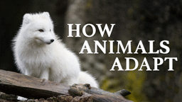 Animal Adaptations (Junior)