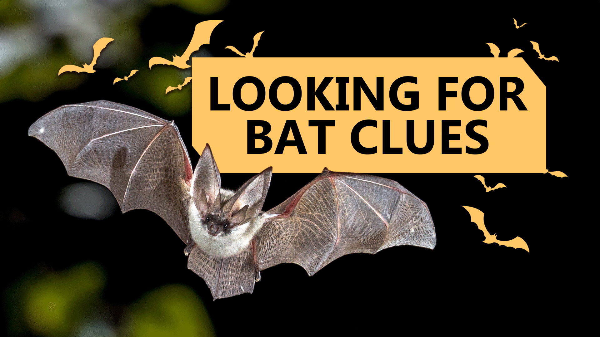 Bats Video & Resources | ClickView