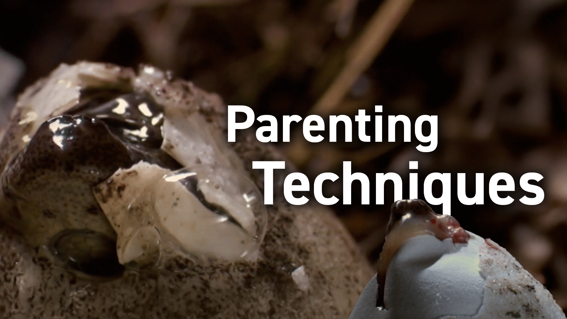 Animal Kingdom: Reptiles Videos & Resources | ClickView