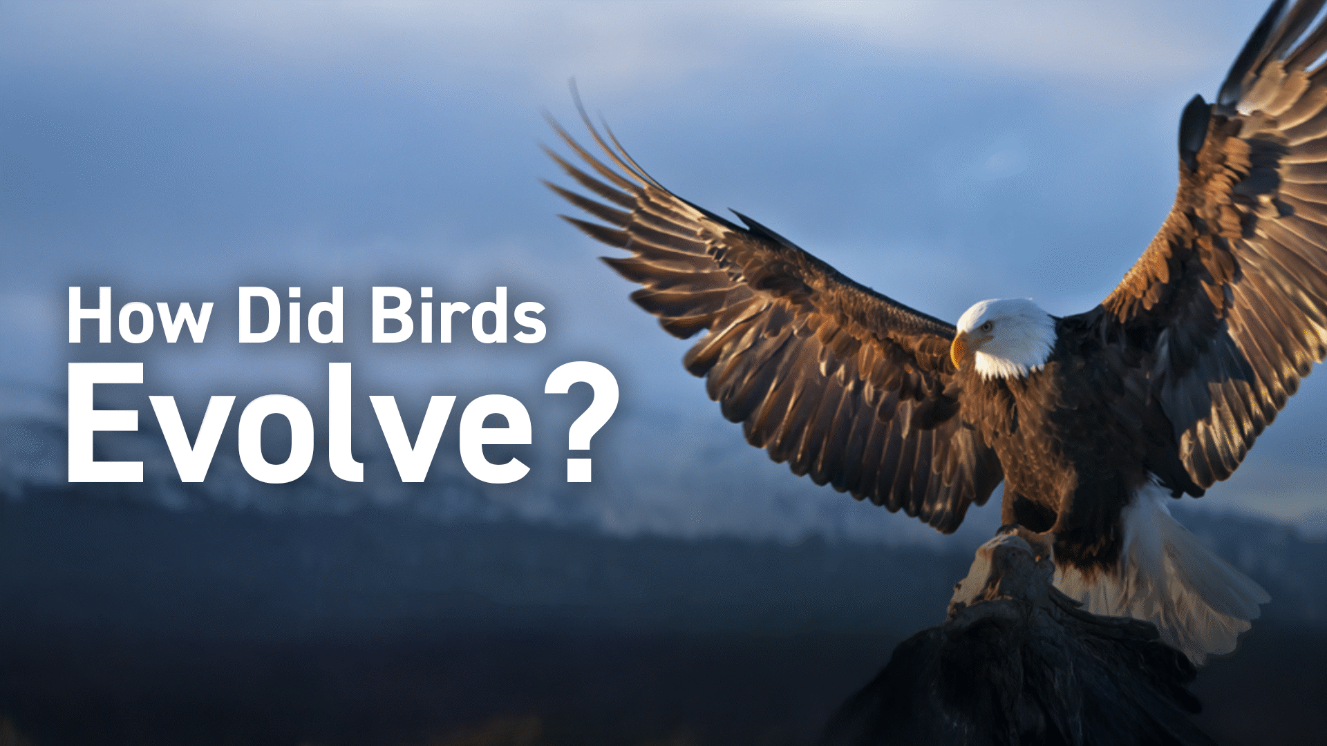 Animal Kingdom: Birds Videos & Resources | ClickView