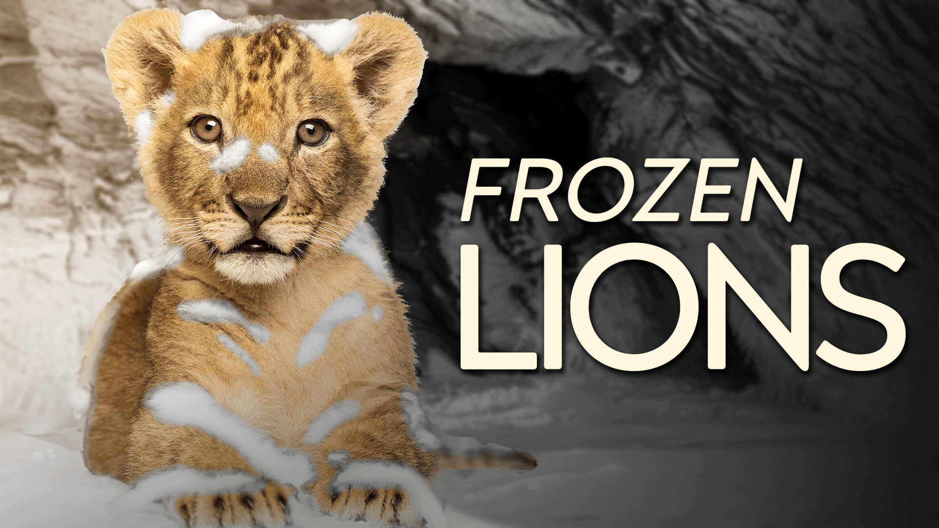 Lions in Siberia