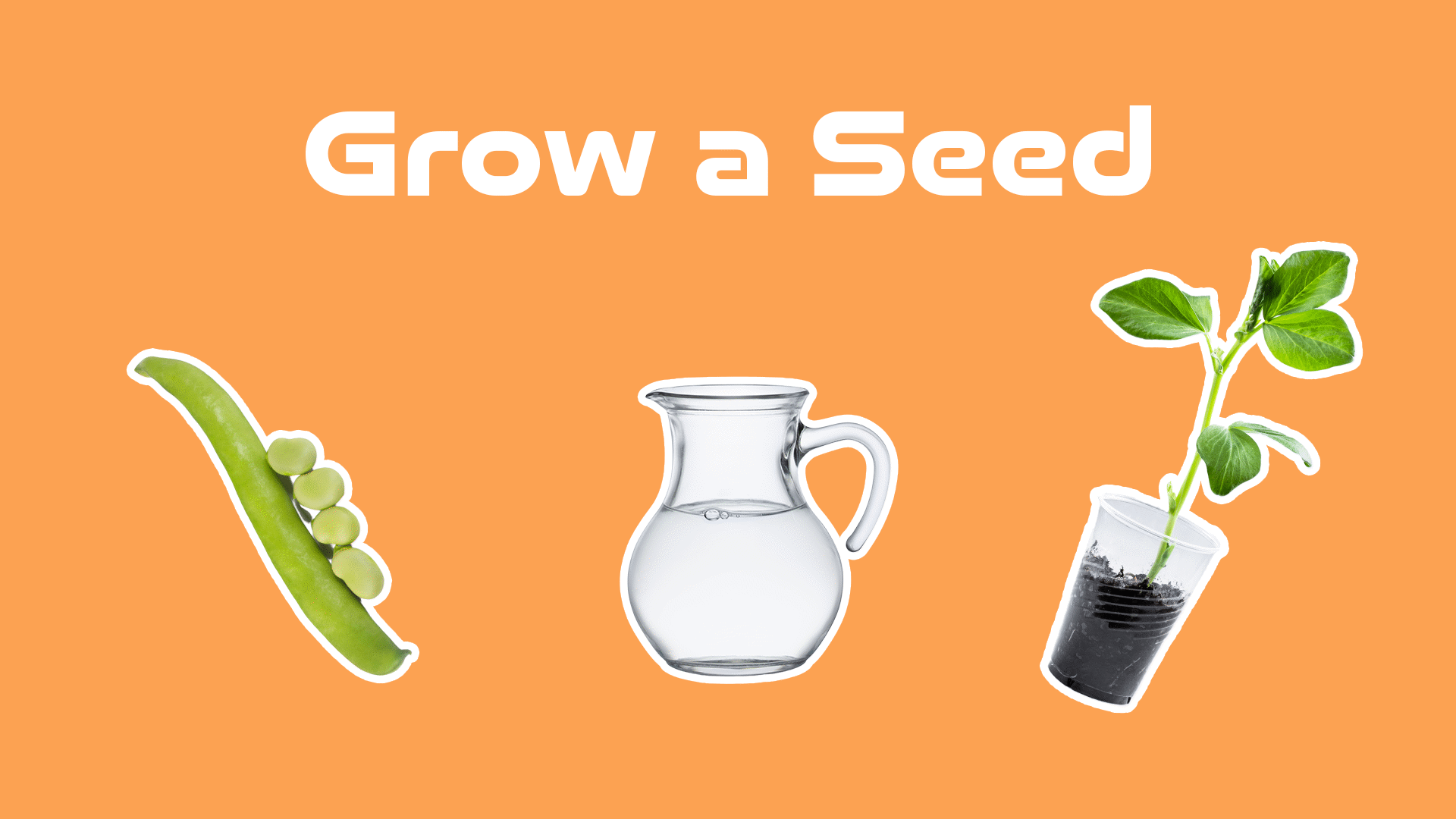 Seed, Sprout, Plant