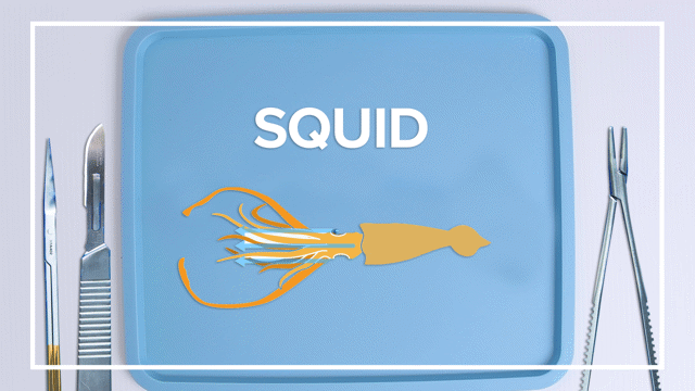 Squid