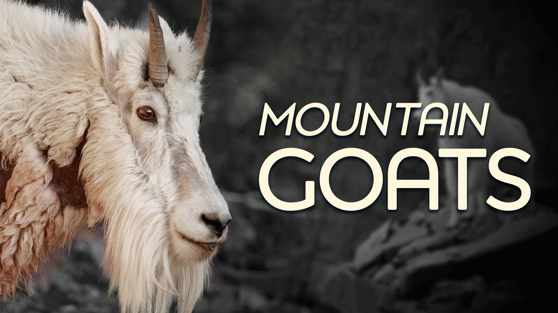 Mountain Goats Video & Resources | ClickView